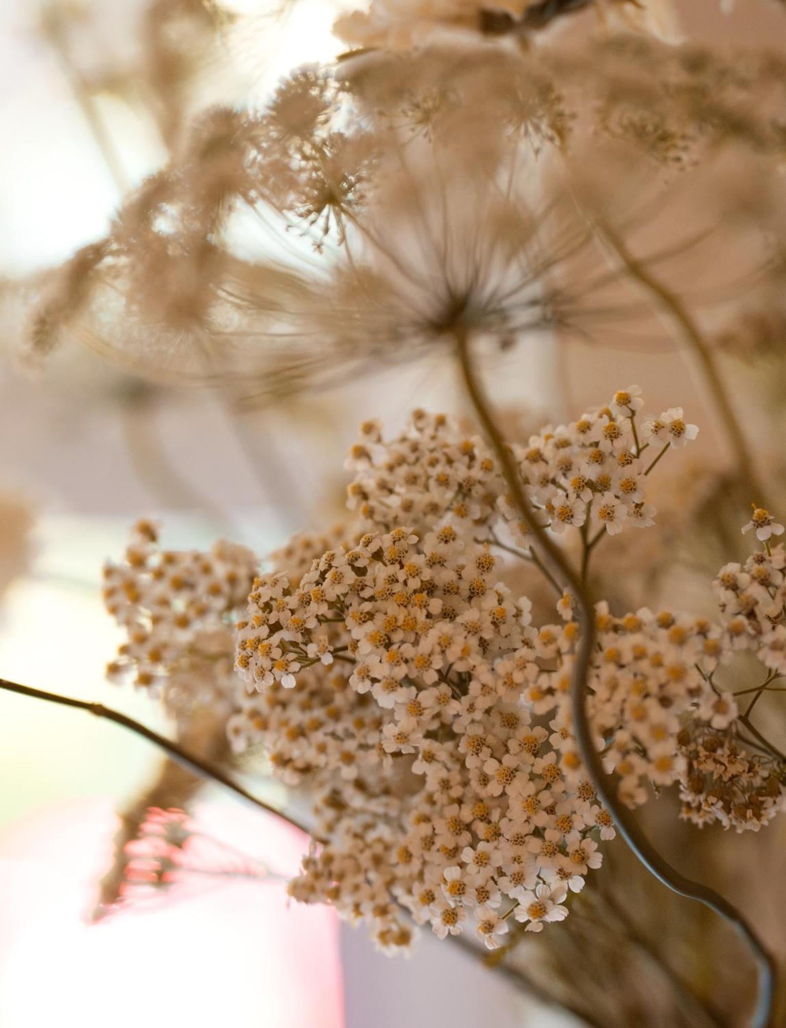 Leighton House - Boutique Guesthouse Bath Bagian luar foto Dried chamomile flowers